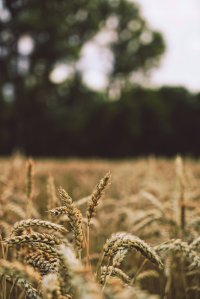 Regjeringen svekker landbruket Regjeringen svekker landbruket
