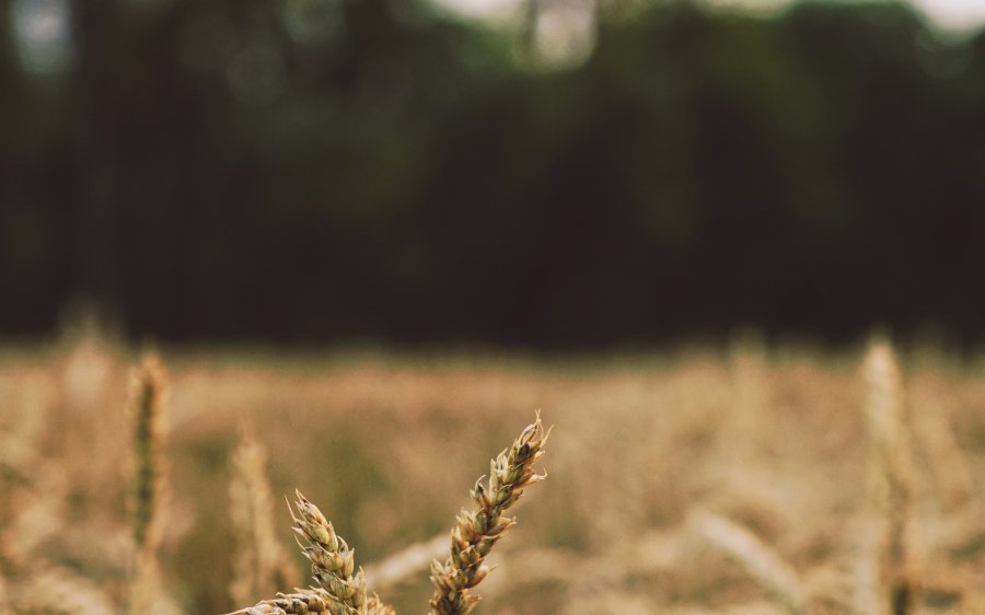 tim-krauss-573475-unsplash