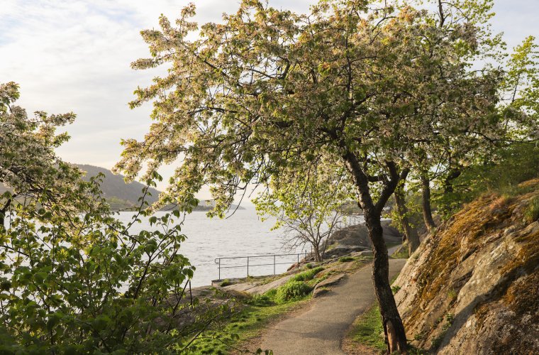 2020 - Epletrær i vårblomstring, park i Drøbak, Akershus